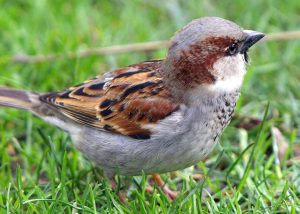 170310_sparrow
